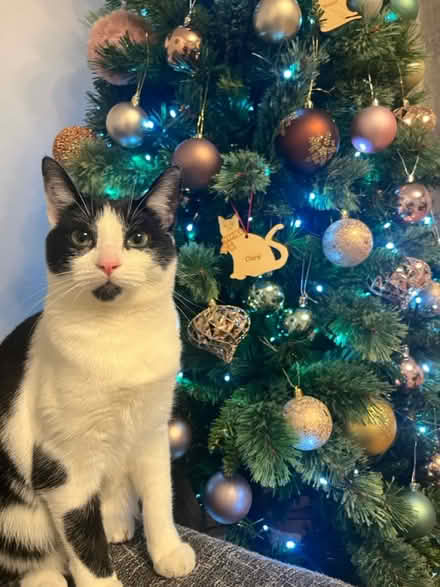 Photo of free 6ft Christmas Tree and lights (AL10) #3