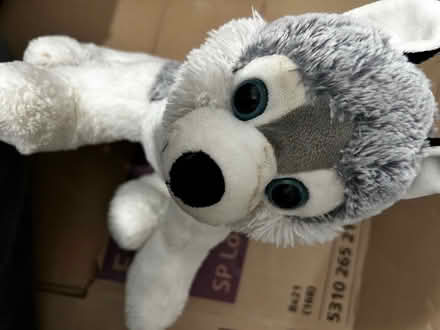 Photo of free Fox teddy (Chatham ME4) #1