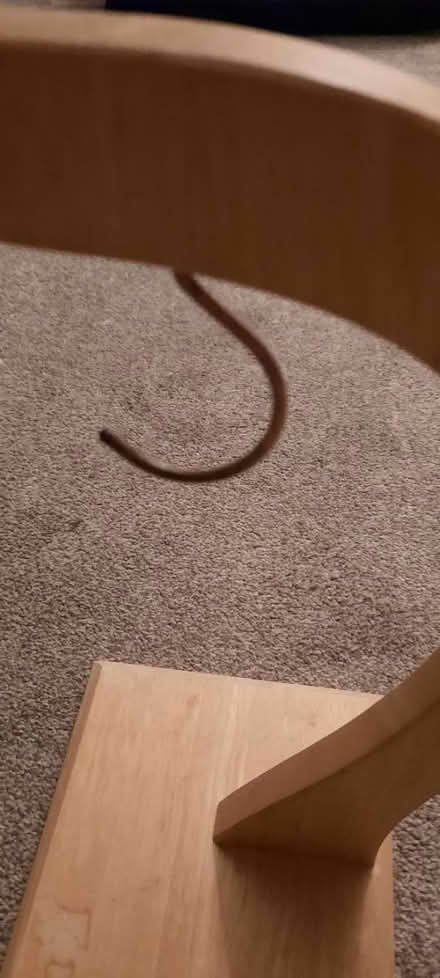 Photo of free Hook for bananas (Hereford, Belmont) #2