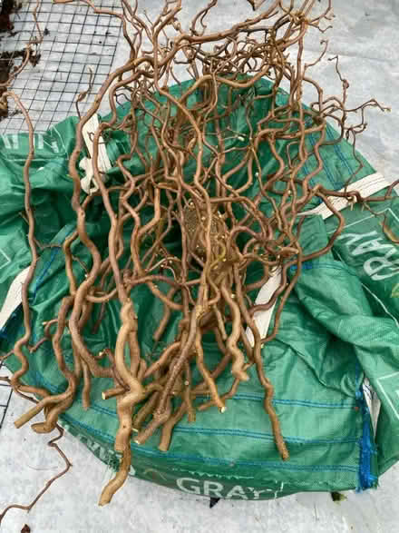 Photo of free Twisted hazel branches (Waterlooville PO7) #1
