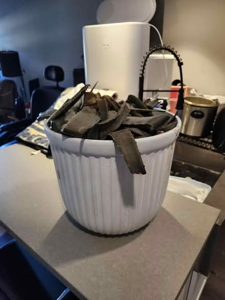 Photo of free Sick Aloe Vera Plant (76102) #1