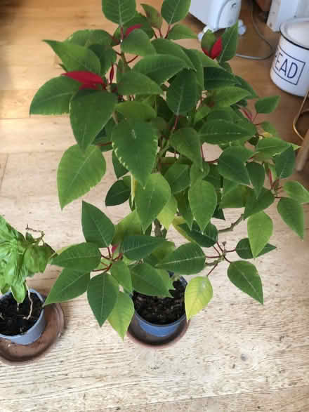 Photo of free A poinsettia and a basil plant. (West Hampstead NW6) #4