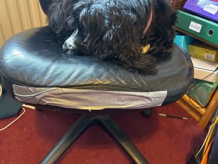 Photo of free Black swivel office chair (Seal TN15) #2