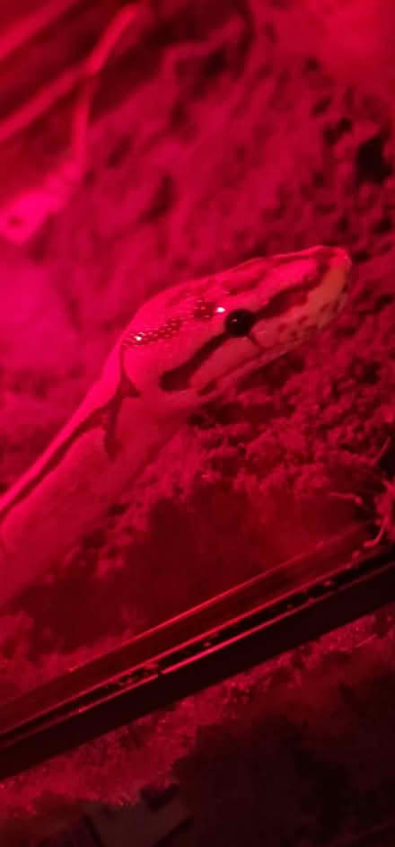 Photo of VIV (Bramley LS13) #1