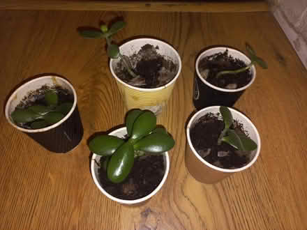 Photo of free Jade plants (EH16, the inch) #2