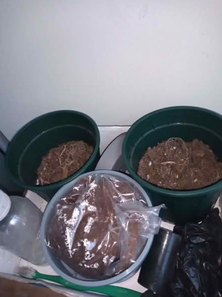 Photo of free good soil for pots (Saint Philip's S1) #1