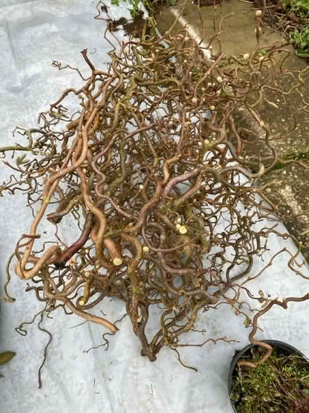 Photo of free Twisted hazel branches (Waterlooville PO7) #2