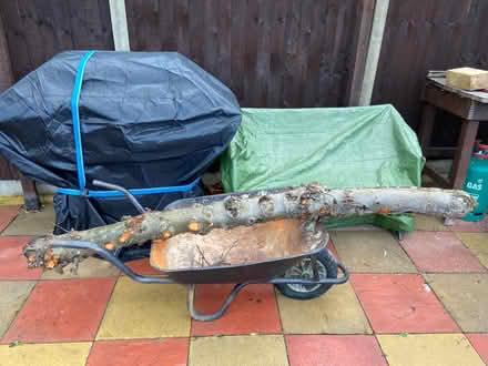 Photo of free Apple tree trunk (Spring Park CR0) #1