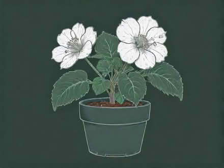 Photo of A begonia rex plant (Harrogate HG1) #1