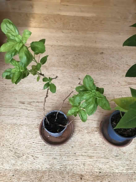 Photo of free A poinsettia and a basil plant. (West Hampstead NW6) #2