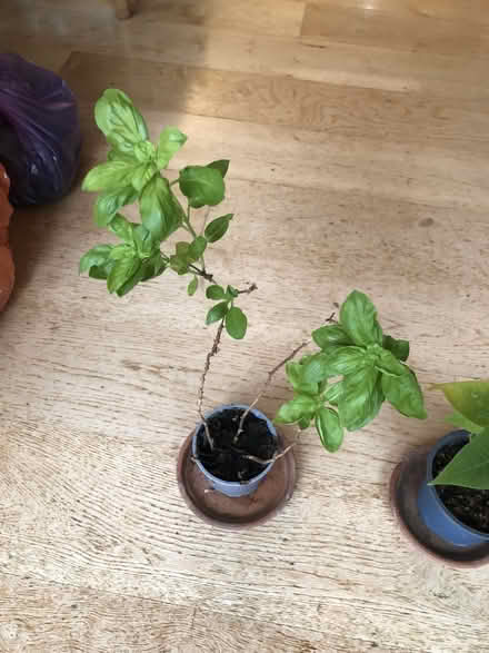 Photo of free A poinsettia and a basil plant. (West Hampstead NW6) #3