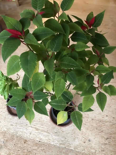 Photo of free A poinsettia and a basil plant. (West Hampstead NW6) #1