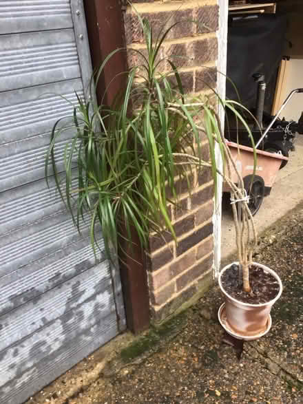 Photo of free Plant (Palm?) (IP4) #1