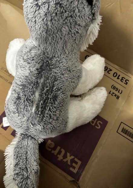 Photo of free Fox teddy (Chatham ME4) #3