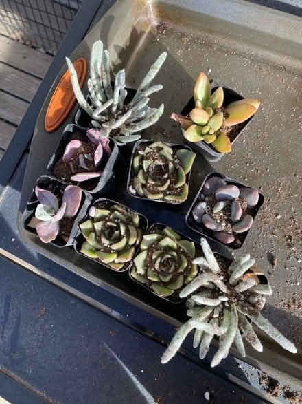 Photo of free Succulents (Montebello) #1