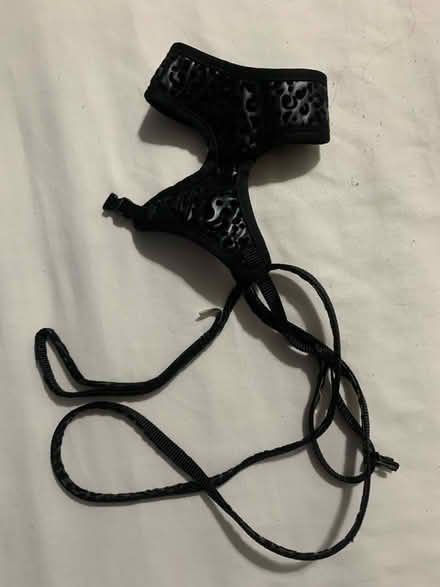 Photo of free Black Cat Harness (Colney Hatch N10) #1