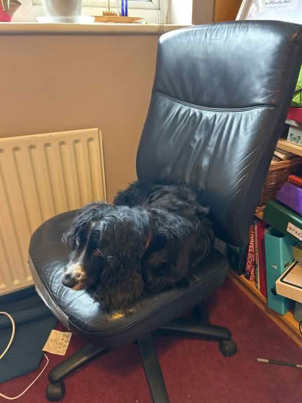 Photo of free Black swivel office chair (Seal TN15) #1