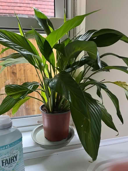 Photo of free Two Peace Lilies - houseplants (Plaxtol TN11) #1