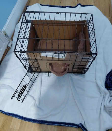 Photo of free Dog / Cat Crate / Cage (Ilford IG1) #4