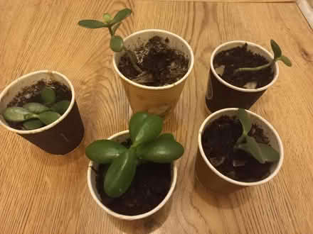 Photo of free Jade plants (EH16, the inch) #1