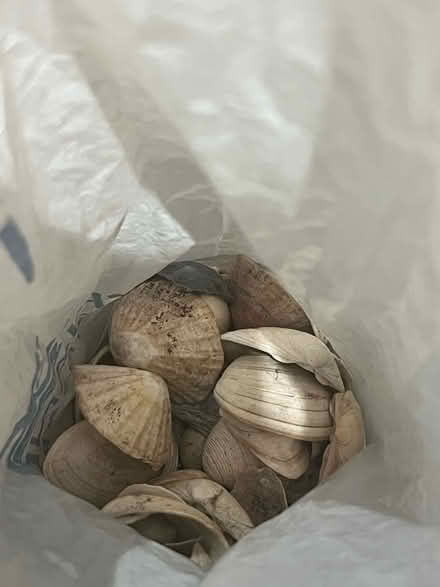 Photo of free Bag of small shells (Headington OX3) #1