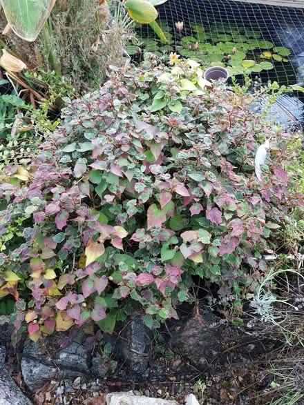 Photo of free Pond plant (Covingham SN3) #2