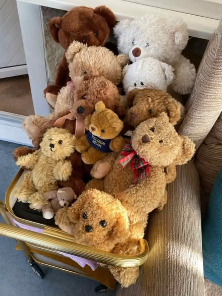 Photo of free Teddy bears (Belper DE56) #1