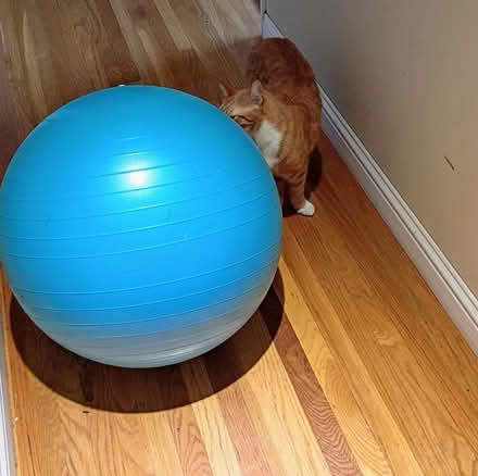 Photo of free Exercise Ball (Birdland) #1