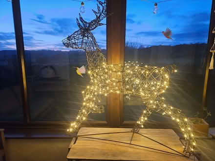 Photo of free Light up reindeer (Crook LA8) #1