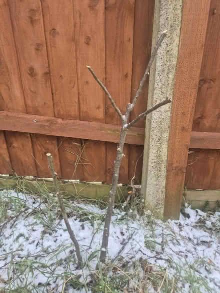 Photo of free Fruit trees (Great Billing) #2