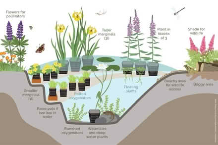 Photo of Pond plants (B68 9HJ) #1