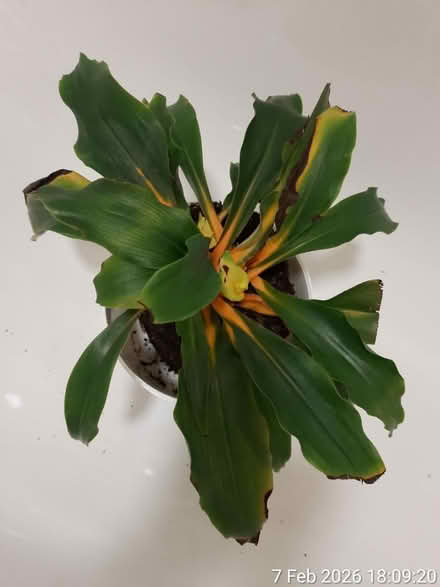 Photo of free To be rescued and NO POT included (Edgwarebury Lane) #1