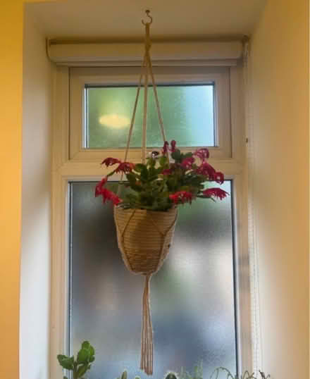 Photo of free Hessian plant hanger (Newburgh WN8) #1