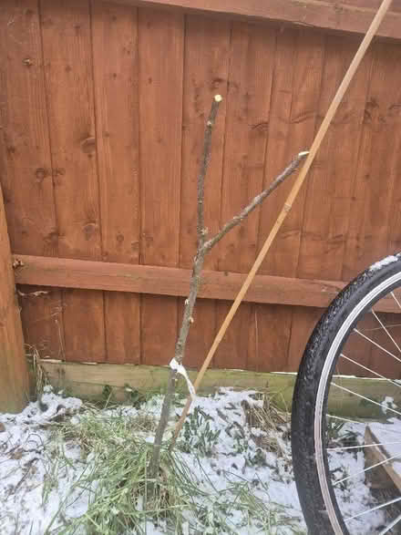 Photo of free Fruit trees (Great Billing) #1