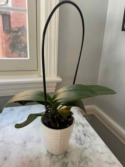 Photo of free Orchid (Chevy Chase, DC) #1