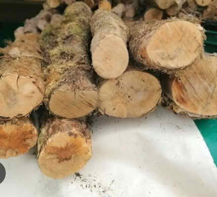 Photo of Logs for wood turning (SE5) #1