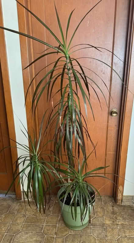 Photo of free Indoor plant (San Jose California) #1