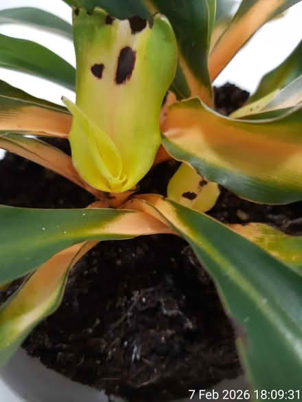 Photo of free To be rescued and NO POT included (Edgwarebury Lane) #4