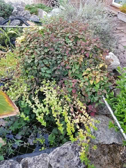 Photo of free Pond plant (Covingham SN3) #3