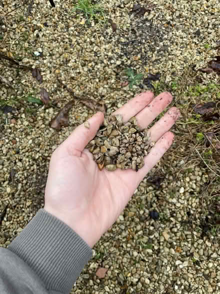 Photo of free garden gravel (Birch Hill RG12) #4