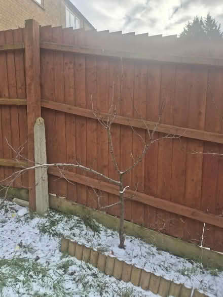 Photo of free Fruit trees (Great Billing) #3