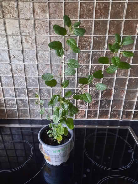 Photo of free Red Salvia cutting (Morden SM4) #3