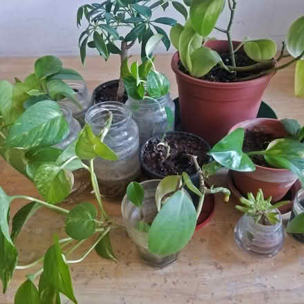 Photo of free Batch Of Plants (Yonge Eglinton) #1