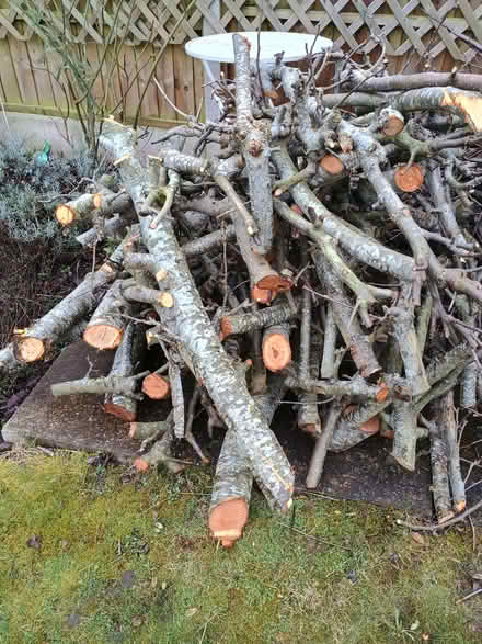 Photo of free Apple tree wood (Henleaze Ward BS9) #1