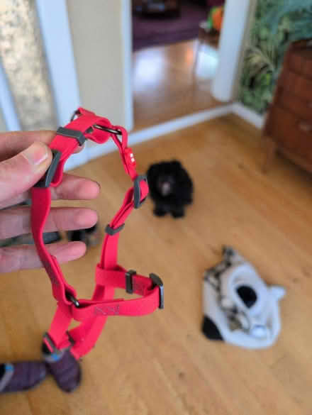 Photo of free Wau Dog Silicone Dog Harness (SW Berkeley) #1
