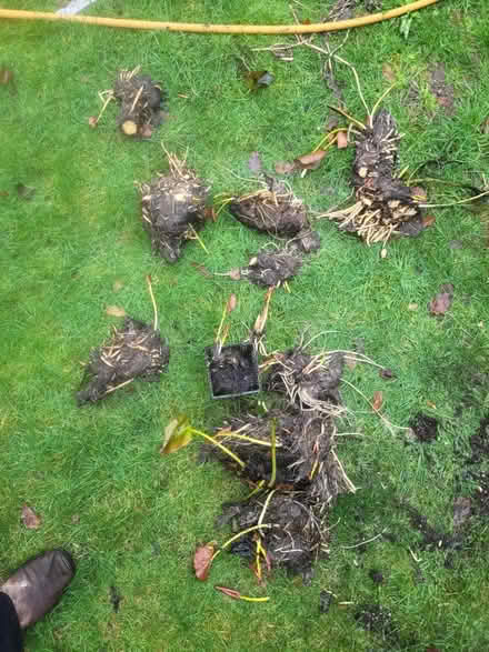 Photo of free Pond plants- water lillies (WOKING St Johns GU21) #1