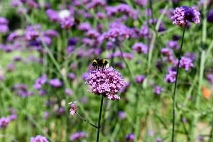 Photo of free Verbena bonariensis plants (Hatfield AL10) #2