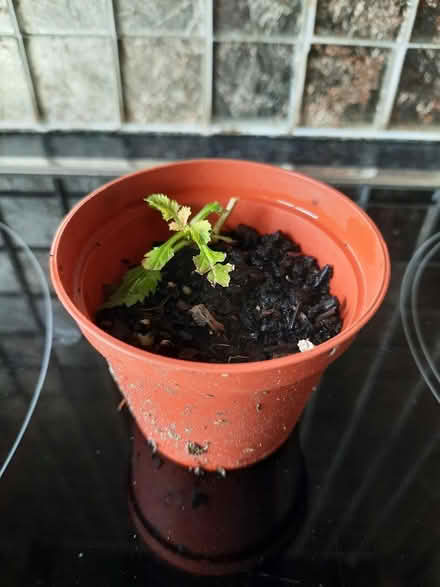Photo of free Verbena Bonariensis Seedling (Morden SM4) #3