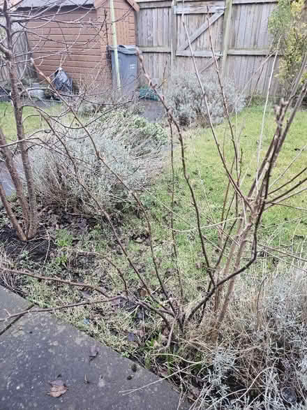 Photo of free Various trees (Brunswick M13) #2