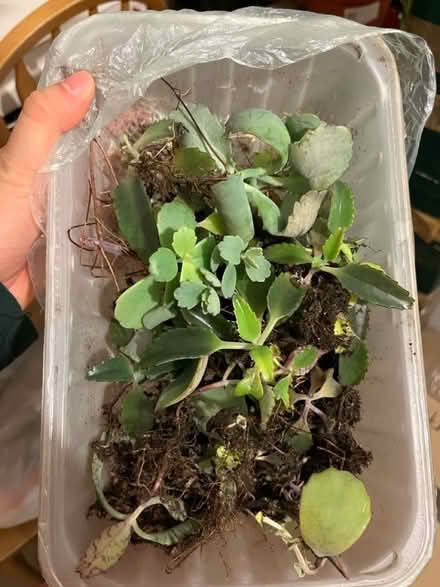 Photo of free Succulents (Eltham, SE9) #1